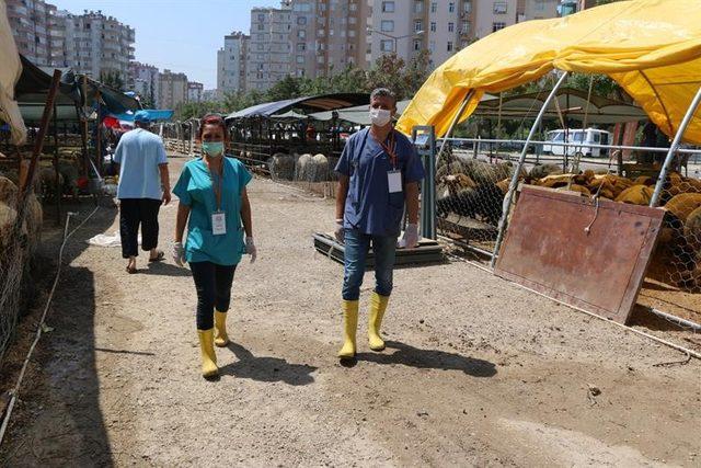 Adana’da büyükbaş kurbanlık arttı, küçükbaş kurbanlık azaldı