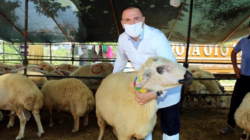 Adana&rsquo;da b&uuml;y&uuml;kbaş kurbanlık arttı, k&uuml;&ccedil;&uuml;kbaş kurbanlık azaldı