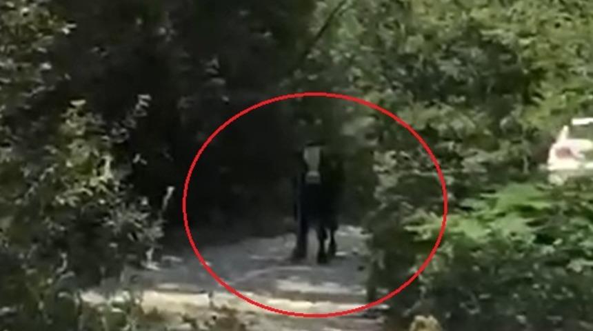 40 saat sonra bulunan kurbanlık boğa iki genci hastanelik etti