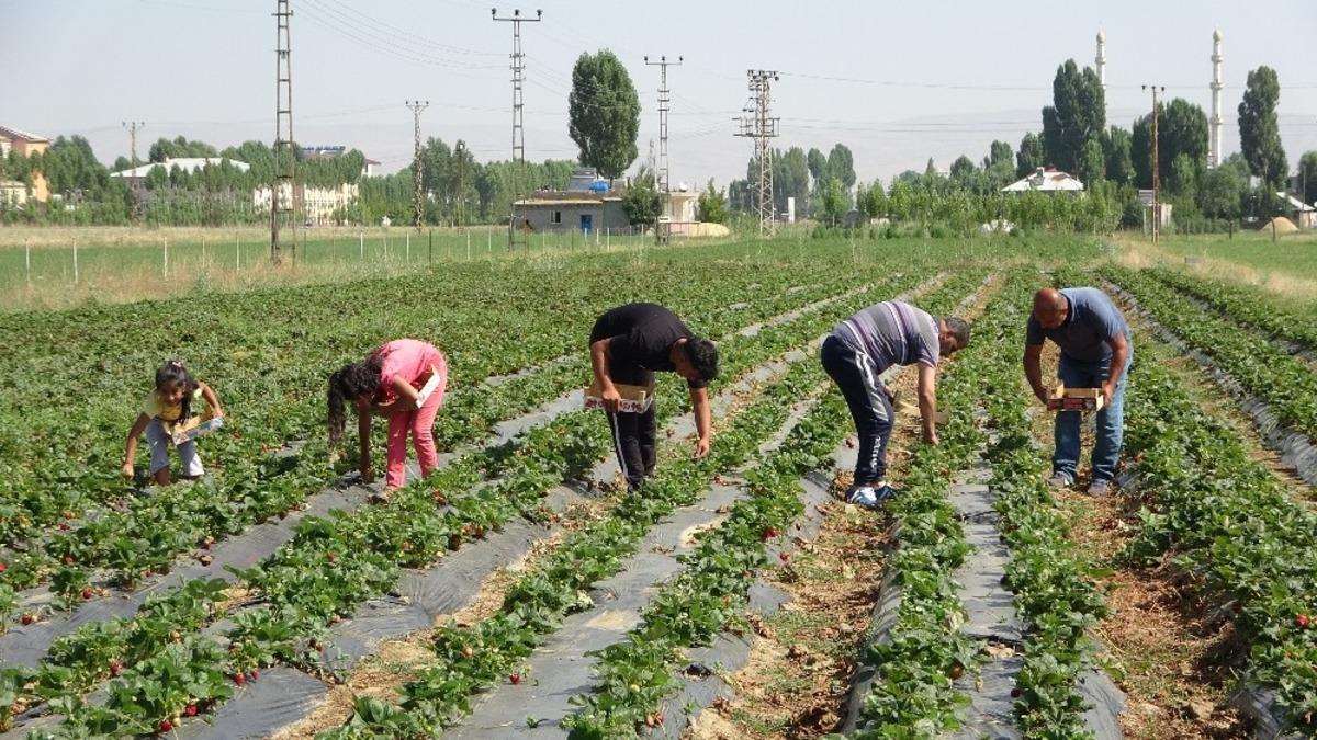 Muş&rsquo;ta devlet destekli &ccedil;ilek bah&ccedil;elerinde hasat zamanı