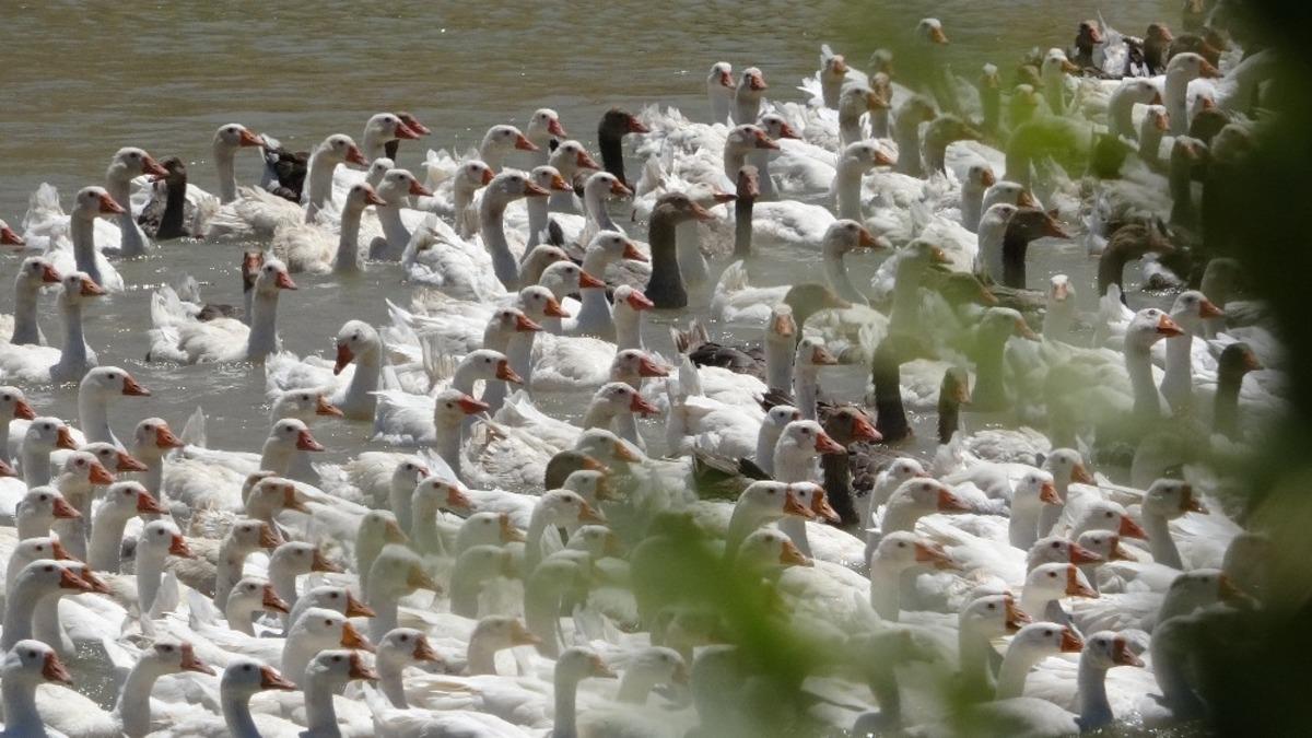 Vanlı iş adamı kaz civcivi satışında taleplere yetişemiyor