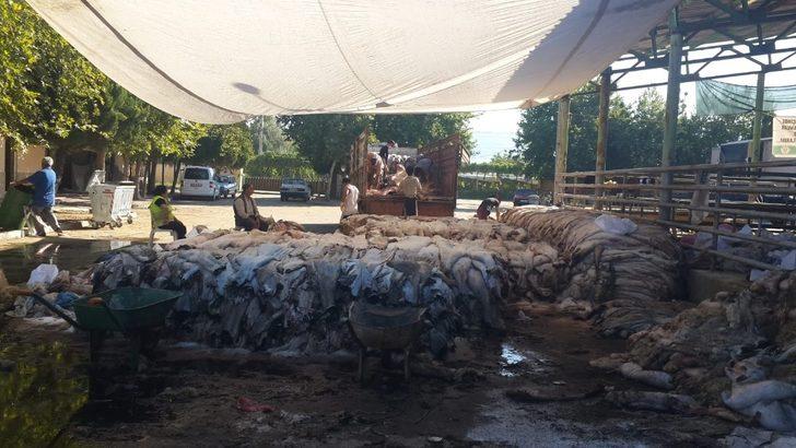 Sarıgöl’de THK’na 6 bin 225 deri bağışlandı G3