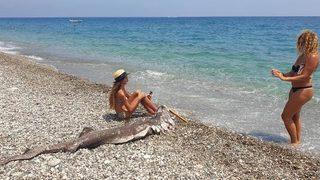 Sahile vuran köpek balığı ölüsüyle turistler fotoğraf çektirdi