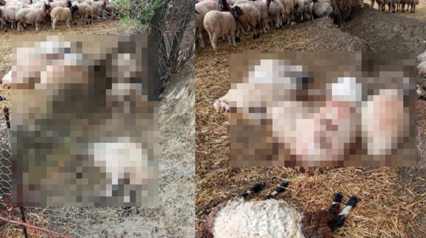 Sürüye yıldırım isabet etti! Onlarda koyun telef oldu