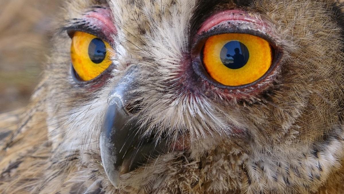 Yavru olarak bulunan orman baykuşu b&uuml;y&uuml;d&uuml;