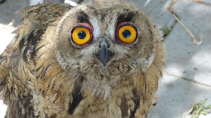 Yavru olarak bulunan orman baykuşu büyüdü G2