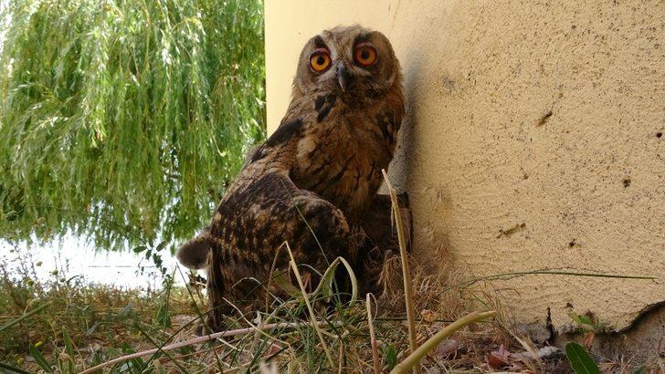 Yavru olarak bulunan orman baykuşu büyüdü G3