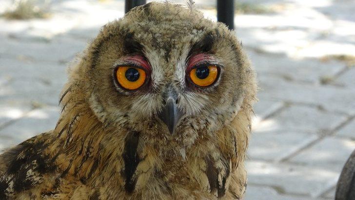 Yavru olarak bulunan orman baykuşu büyüdü G4