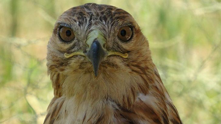 Yavru olarak bulunan orman baykuşu büyüdü G5