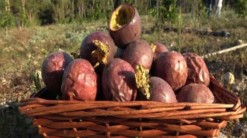 Deneme amaçlı çarkıfelek meyvesinin üretimine başladı! Şimdi 20 dönüme çıkardı
