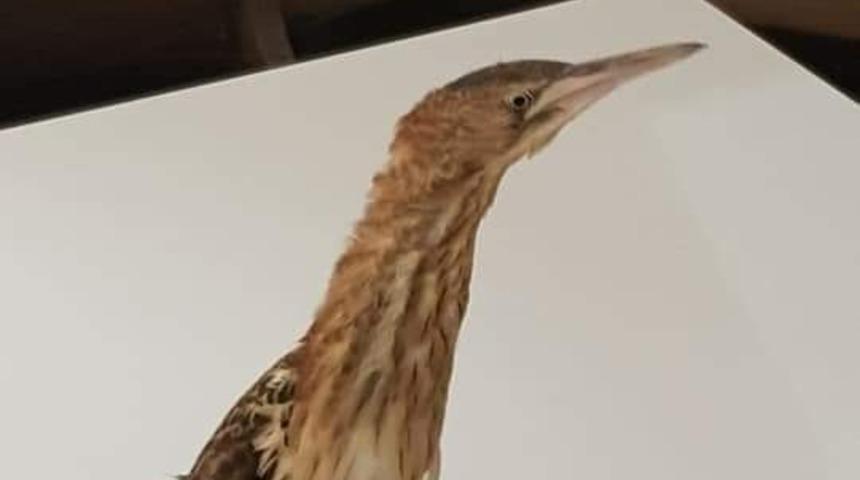 Yorgun balaban kuşu koruma altına alındı