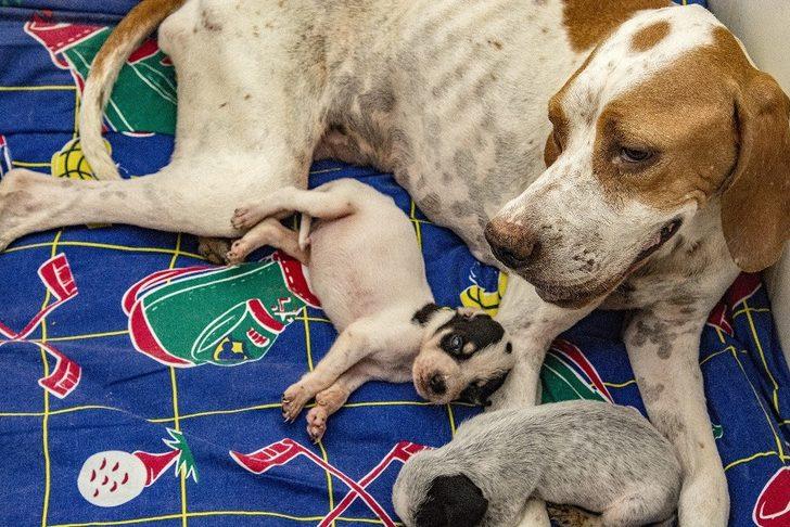 Mersin’de yaralı hayvan ihbar sayısı artıyor G2