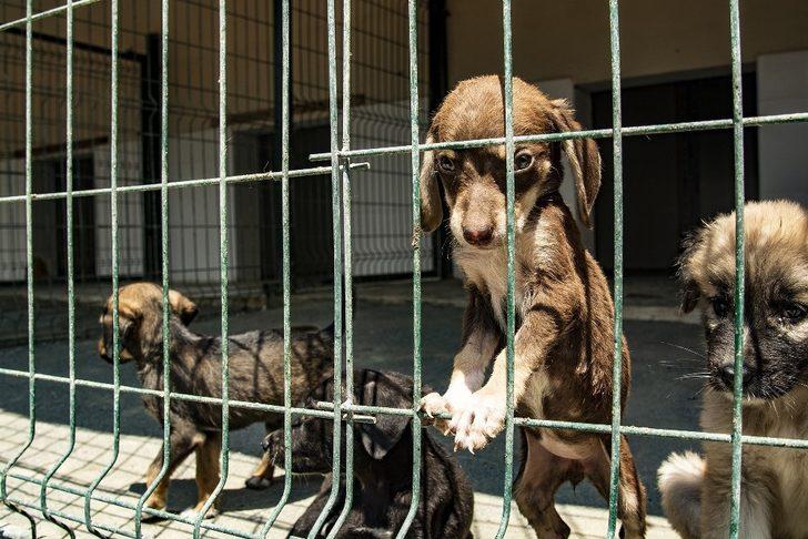 Mersin’de yaralı hayvan ihbar sayısı artıyor G3