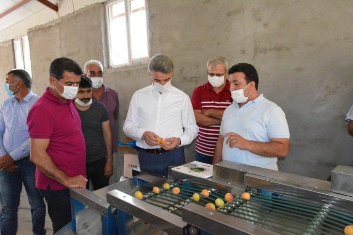 Kayısı boylama makinesi beğenildi G1