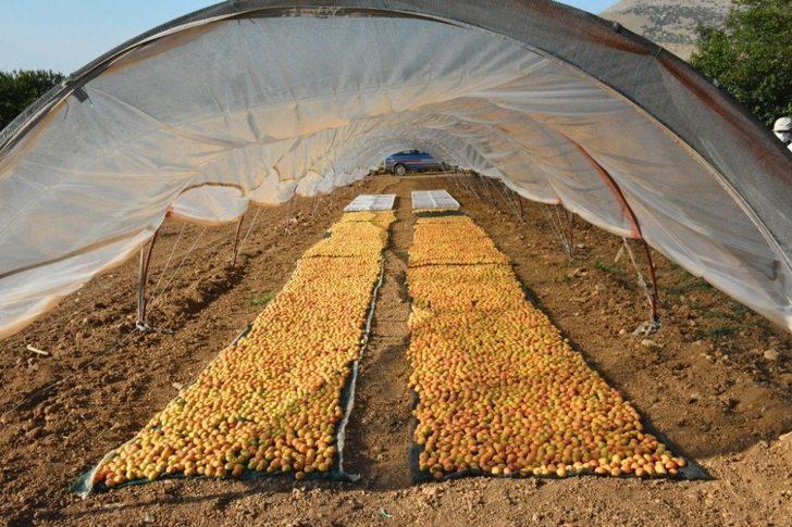 Kayısı boylama makinesi beğenildi G2