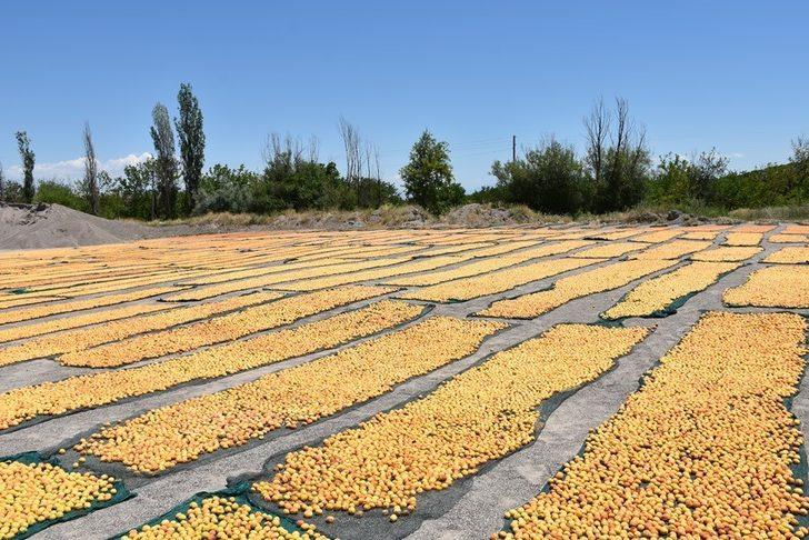 Kayısı boylama makinesi beğenildi G3