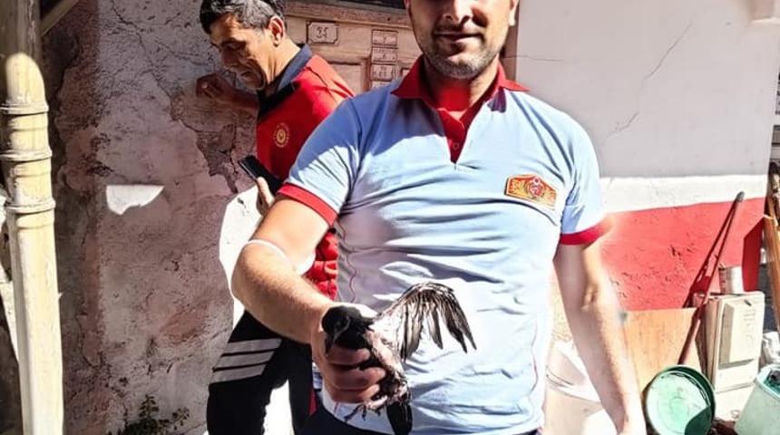 Yavru güvercinin imdadına itfaiye ekipleri yetişti
