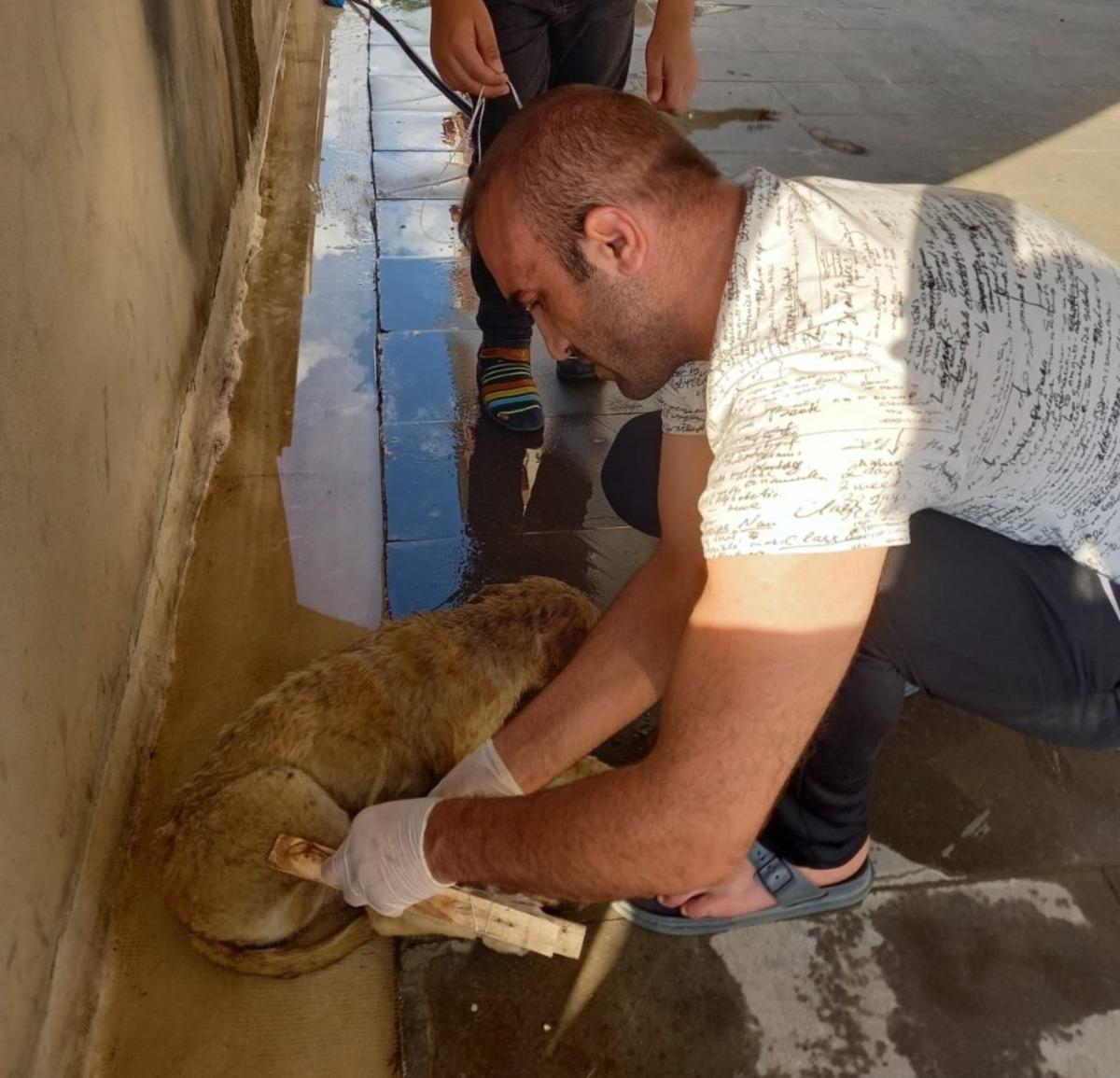 Ayağı kırılan k&ouml;peği vatandaşlar tedavi etti