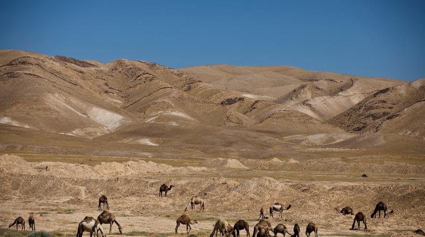 Can vermeden şiddetle öksüren develerin ölüm nedeni belli oldu