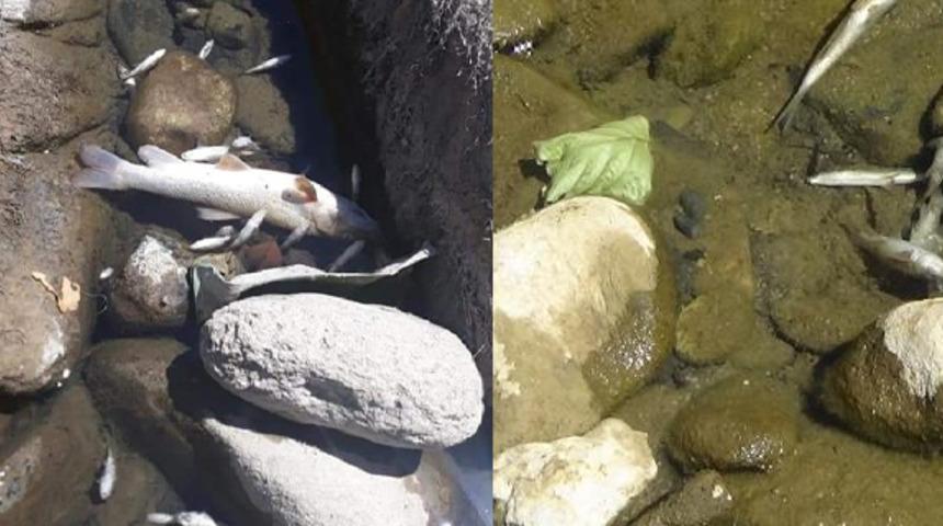 Kaz Dağları eteğinde endişelendiren g&ouml;r&uuml;nt&uuml;