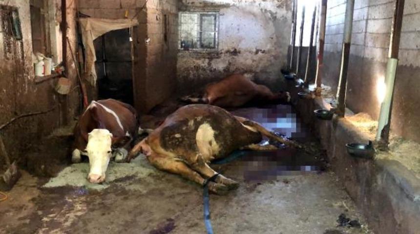 Elektrik akımına kapılıp, telef oldular!