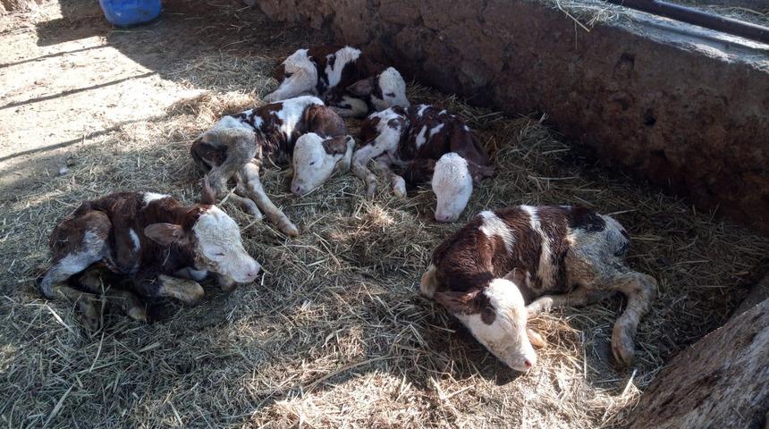 Aydın'da bir inek beşiz buzağı doğurdu