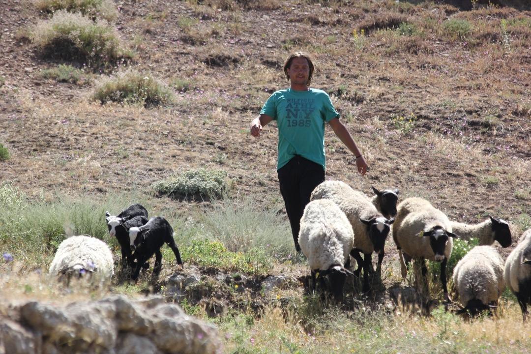 Yurt dışındaki kariyerini bırakıp k&ouml;y&uuml;ne d&ouml;nd&uuml;! 3 dil bilen &ccedil;obanı g&ouml;ren hayret ediyor