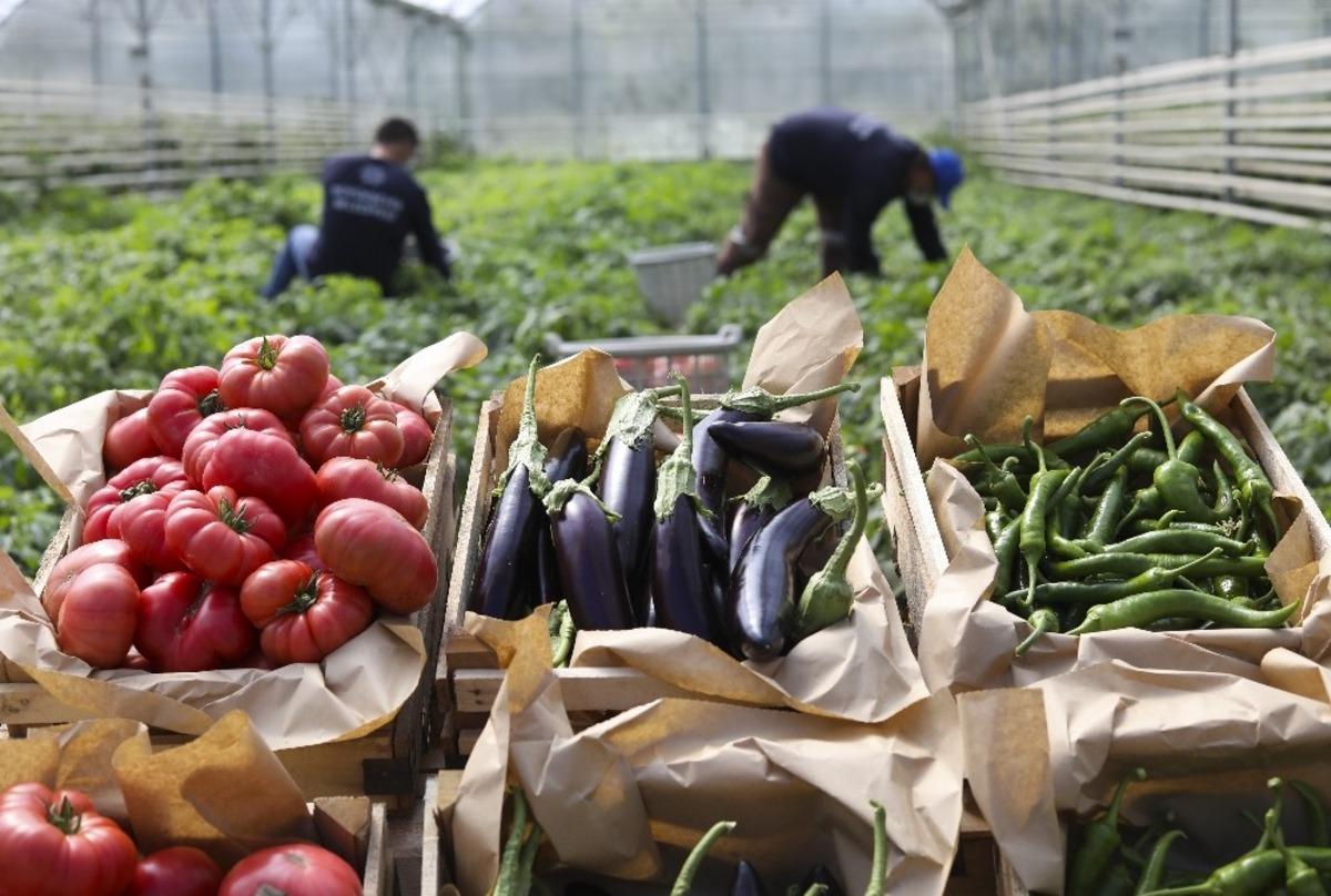 B&uuml;y&uuml;kşehir Belediyesi Ata Tohumlarından &uuml;rettiği sebzeleri vatandaşlarla buluşturuyor