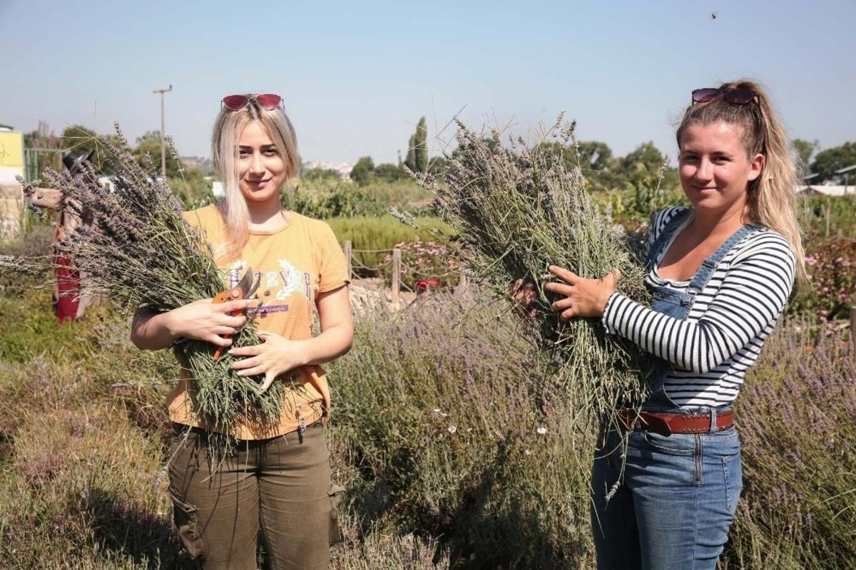 Nil&uuml;fer&rsquo;de &uuml;retici lavanta &uuml;retimine teşvik ediliyor