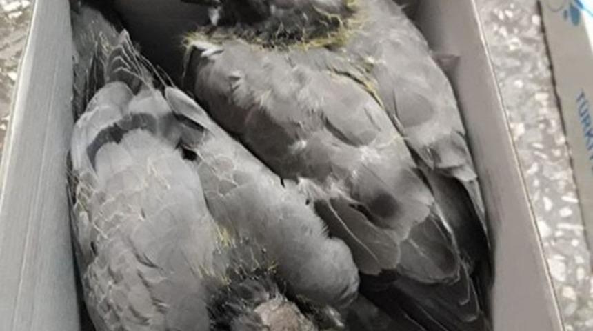 Yavru g&uuml;vercinler emin ellerde