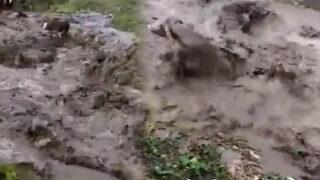 Dana sel sularına kapıldı! 300 metre sürüklendi