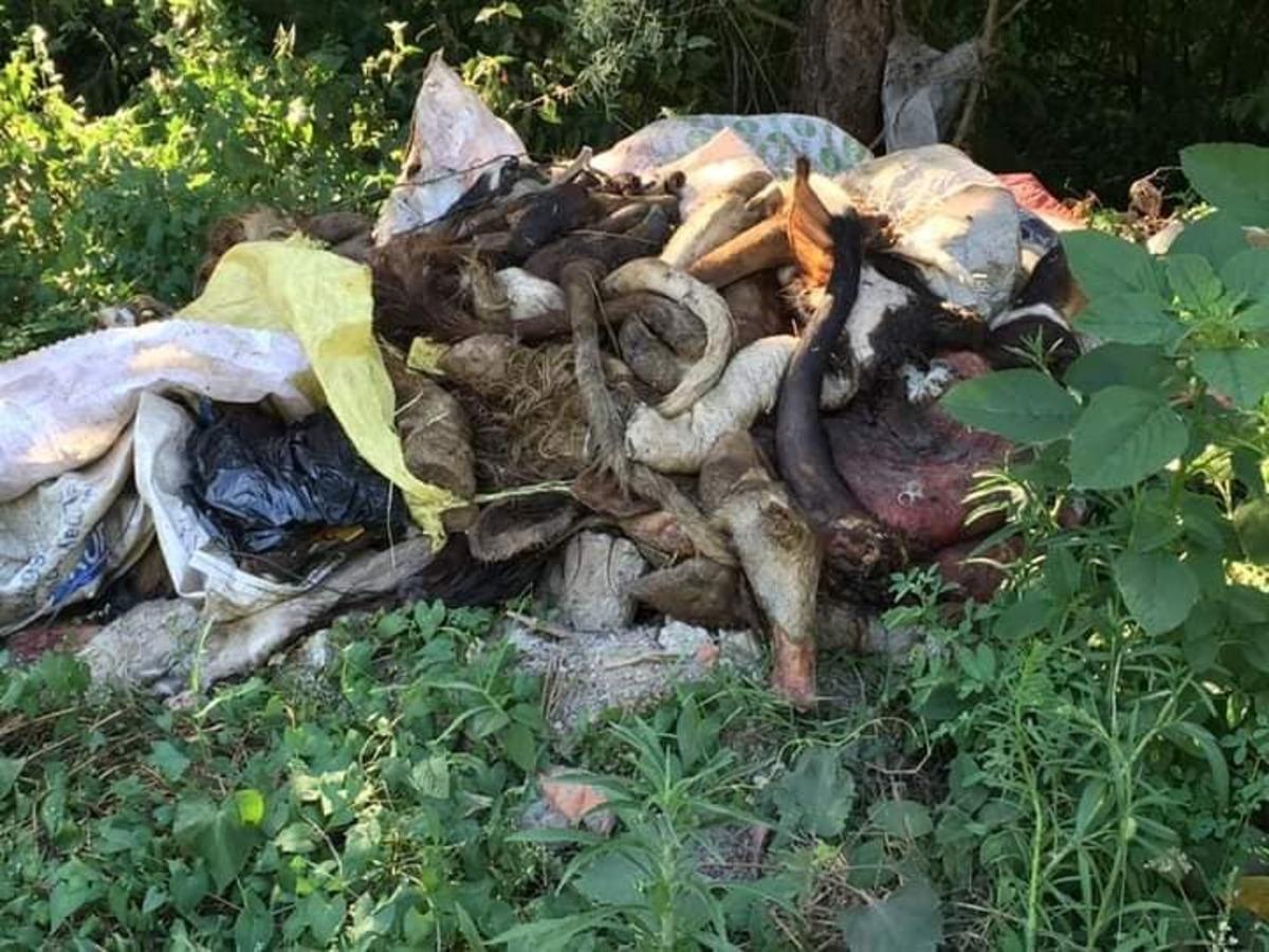 Kurban sakatatlarını yol kenarına attılar