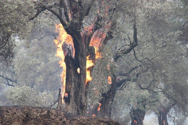 Aydın’daki yangın kontrol altına alındı, soğutma çalışmaları devam ediyor G3