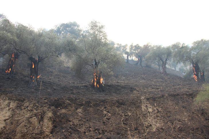 Aydın’daki yangın kontrol altına alındı, soğutma çalışmaları devam ediyor G5