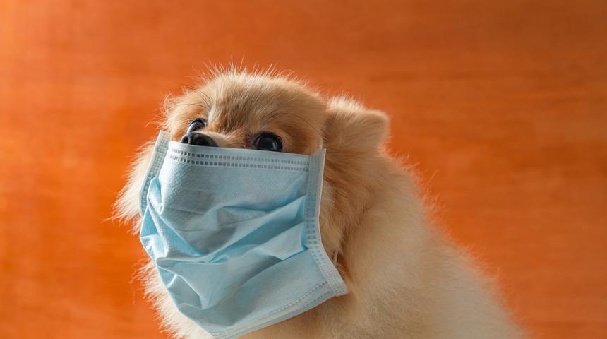 Japonya'da evcil hayvanlarda ilk kez korona g&ouml;r&uuml;ld&uuml;