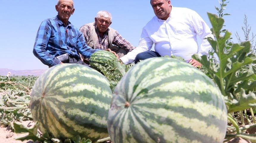 Karpuz zam şampiyonu oldu