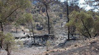 Aydın'daki yangından geriye küle dönen ağaçlar kaldı! Kahroldular