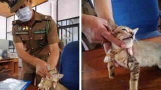 Uyuşturucu kuryesi kedi, Sri Lanka’da tutulduğu hücreden kaçtı