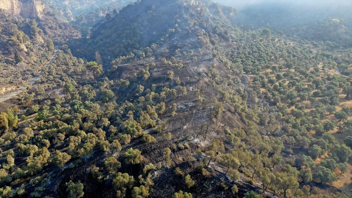 Aydın'da zeytin ve incir ağa&ccedil;larının bulunduğu alanda yeniden yangın &ccedil;ıktı
