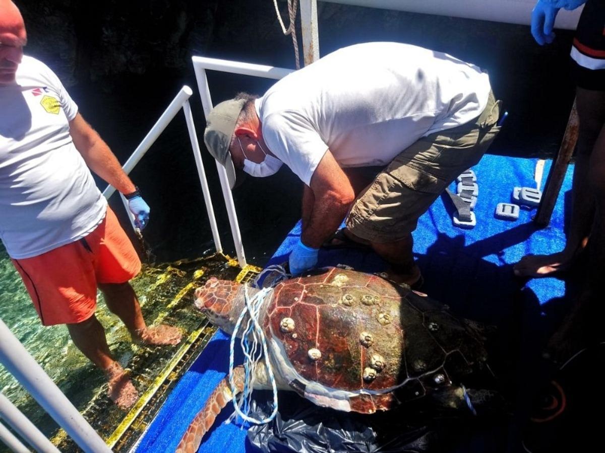 Kuşadası K&ouml;rfezi&rsquo;nde 2 caretta caretta ve 1 yeşil deniz kaplumbağası &ouml;l&uuml; bulundu