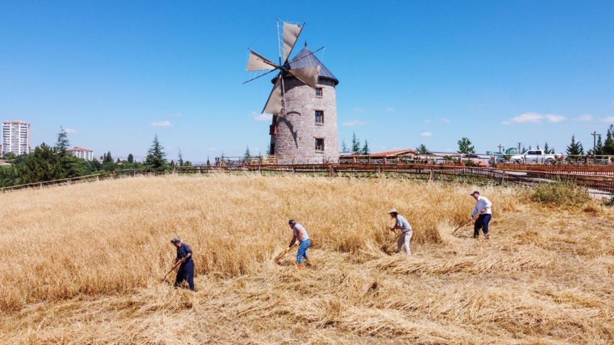 Altınk&ouml;y&rsquo;de hasat yapıldı