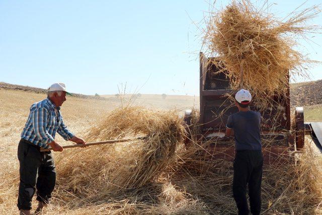 35 derecede kışlık yem mücadelesi