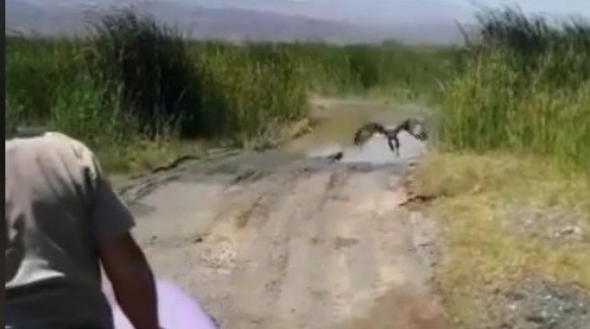 Bakımı ve beslenmesi yapılan kızıl şahin doğaya bırakıldı