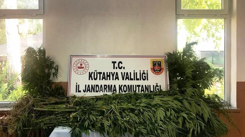 Kütahya’da araziye ekili 70 kök Hint keneviri ele geçirildi