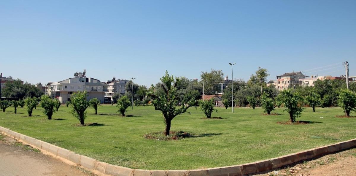Kepez&rsquo;e 30 ağa&ccedil;lı portakal bah&ccedil;esi kazandırıldı