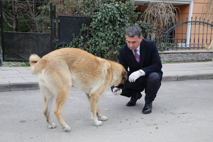 Gölbaşı Belediyesinden engelli sokak hayvanlarına yaşam desteği G2