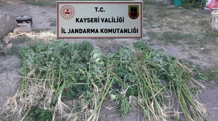 Kayseri&rsquo;de 236 k&ouml;k kenevir bitkisi ele ge&ccedil;irildi