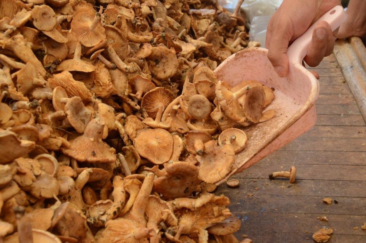 Ordu&rsquo;nun tirmit &ccedil;eşitleri tezgahlarda