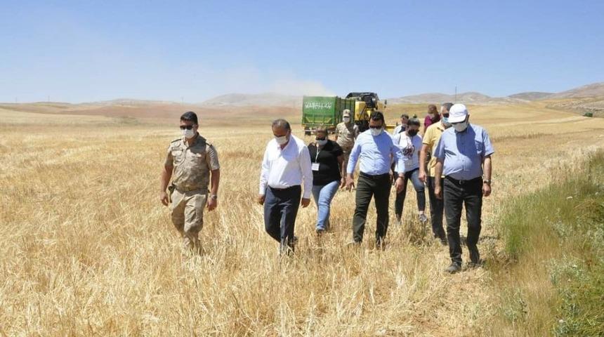 G&uuml;r&uuml;n&rsquo;de buğday hasadı başladı