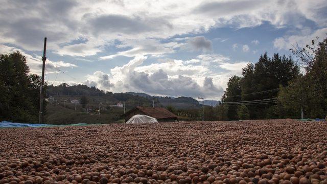 Fındığı yerden toplama ürün kalitesini yükseltiyor